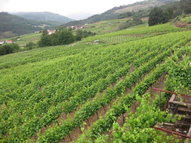 2009_GALLEGA_032